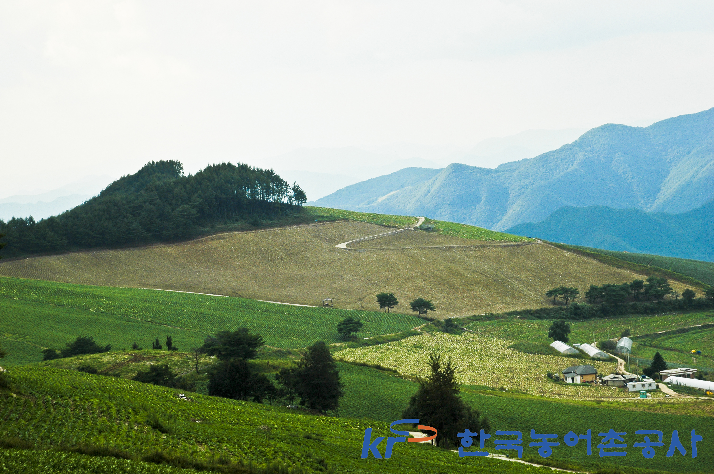고랭지 밭의 정경